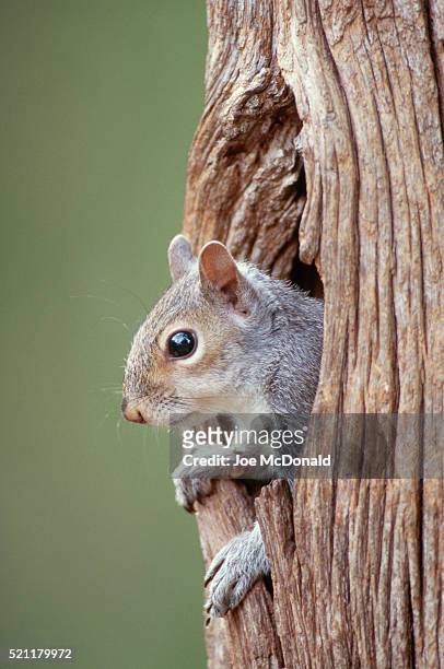 eastern gray squirrel in tree hole - gray squirrel foto e immagini stock