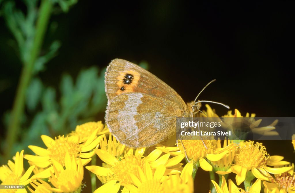Scotch Argus Butterfly