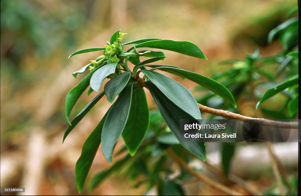 Spurge Laurel Branch