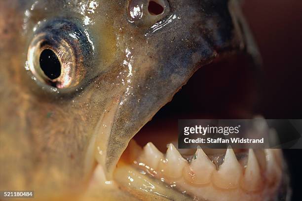 piranha serrasalmus teeth - cypriniforme photos et images de collection