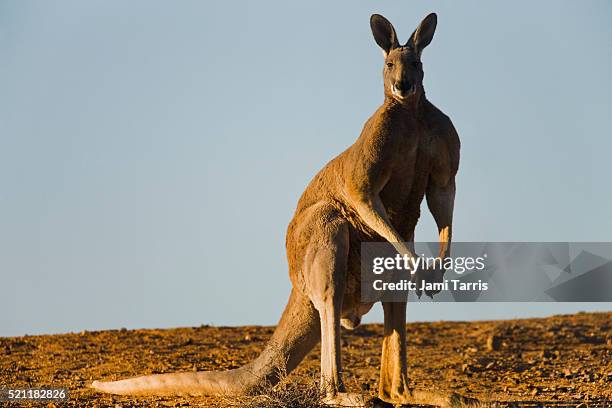 a large dominant male red kangaroo standing - ominous stock pictures, royalty-free photos & images