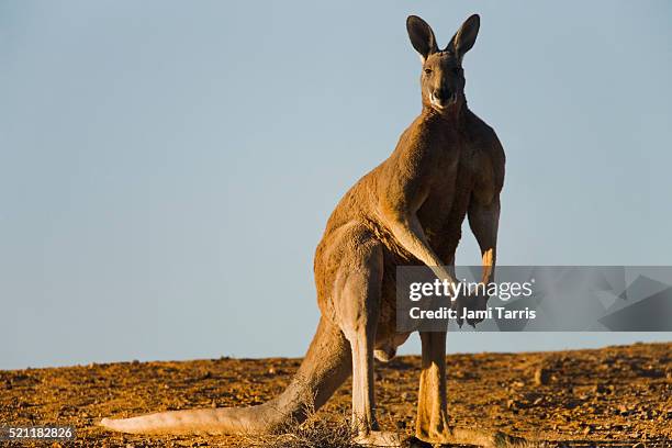 a large dominant male red kangaroo standing - animais machos - fotografias e filmes do acervo