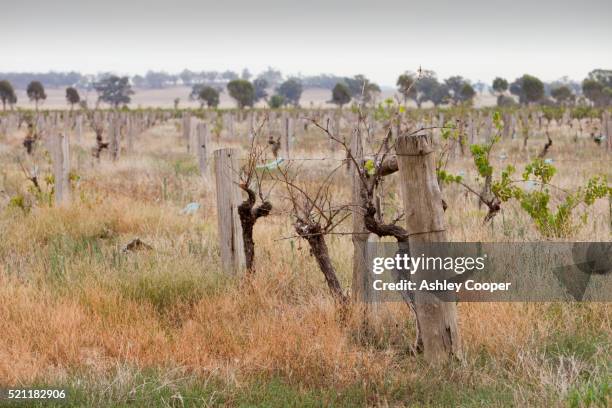an abandoned vinyard near yarrawonga - yarrawonga stock pictures, royalty-free photos & images