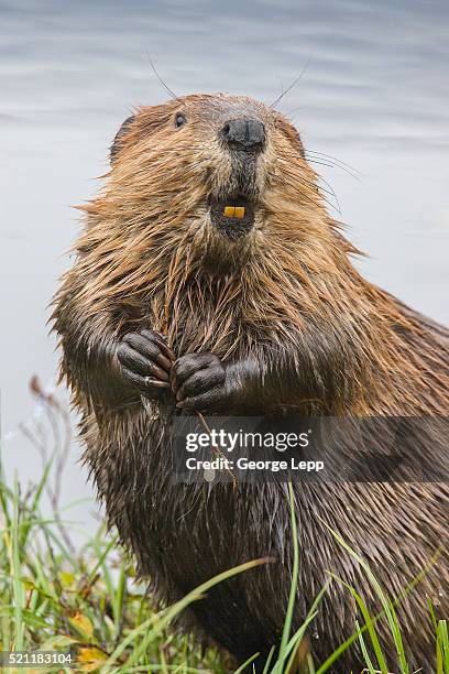 north american beaver - beaver foto e immagini stock
