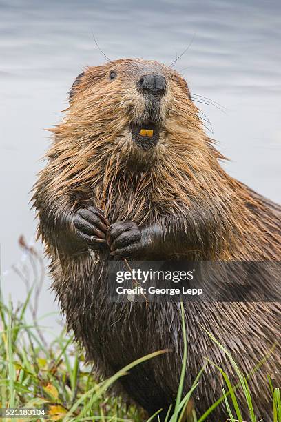 north american beaver - beaver stockfoto's en -beelden