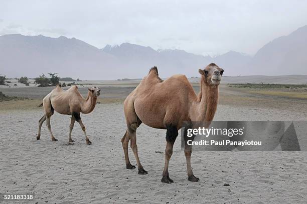 double-humped bactrian camels. camel safari, hunder, ladakh, india - bactrian camel stock pictures, royalty-free photos & images