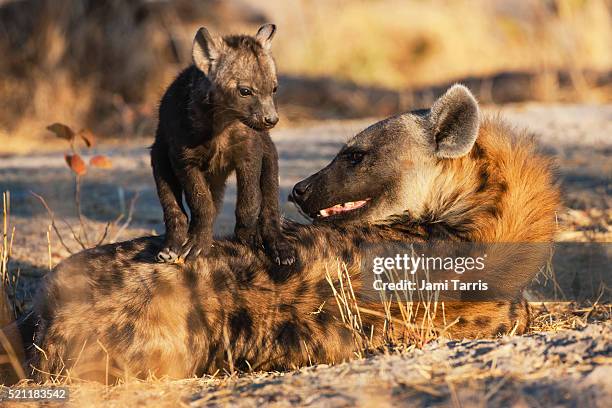 a female hyena shows her teeth in displeasure as her young cub stands on her back - hyena stock pictures, royalty-free photos & images