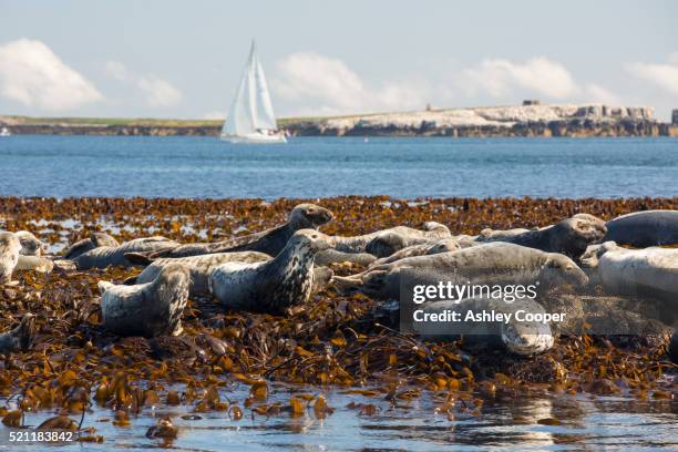 common seals, phoca vitulina, on the farne islands, northumberland, uk - kelp stock pictures, royalty-free photos & images