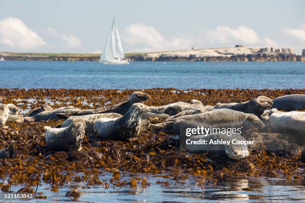 common seals, phoca vitulina, on the farne islands, northumberland, uk - knubbsäl bildbanksfoton och bilder