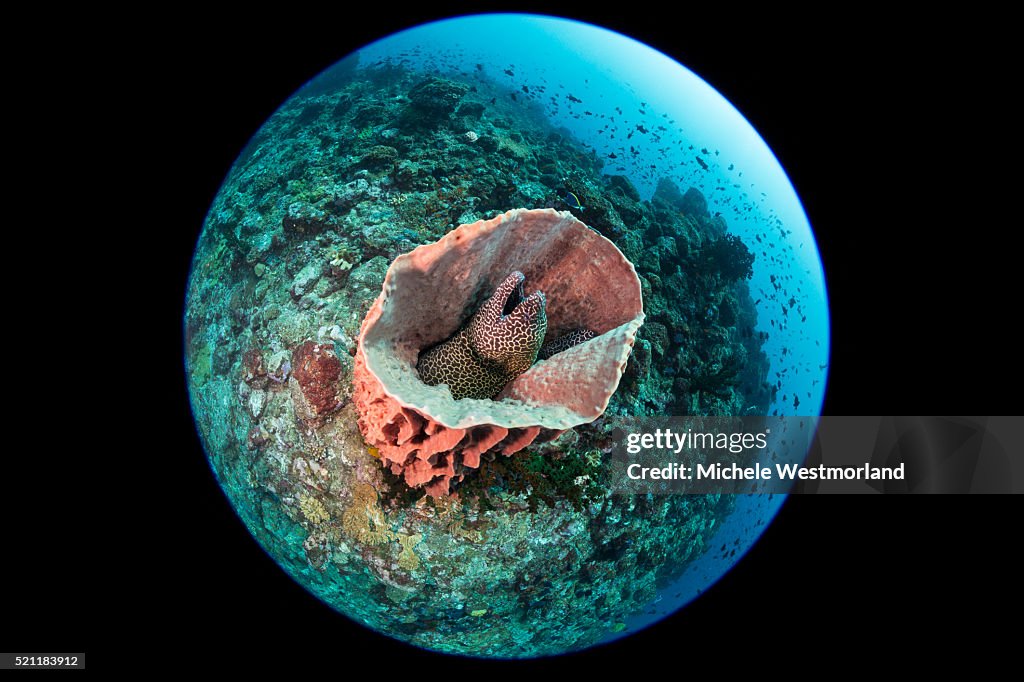 Honeycomb Moray Eel in Barrel Sponge, Indonesia