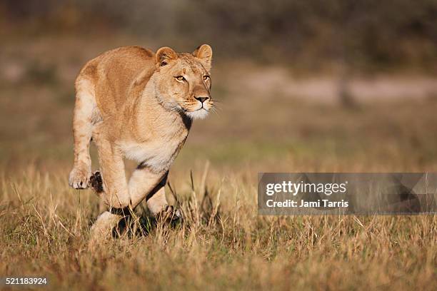 a female lioness running toward viewer, close up - löwin stock-fotos und bilder