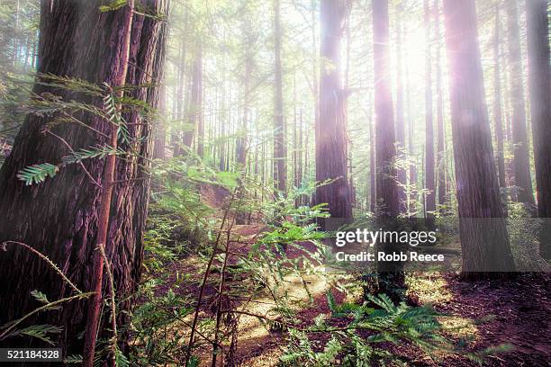 redwood forest with glowing sunlight and fog through the trees - robb reece stock pictures, royalty-free photos & images