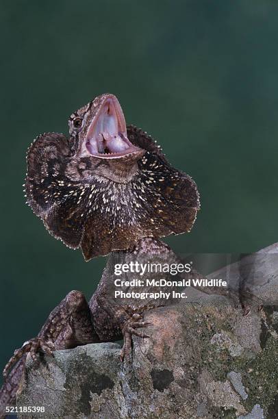 frilled lizard displaying - frilled lizard stock pictures, royalty-free photos & images