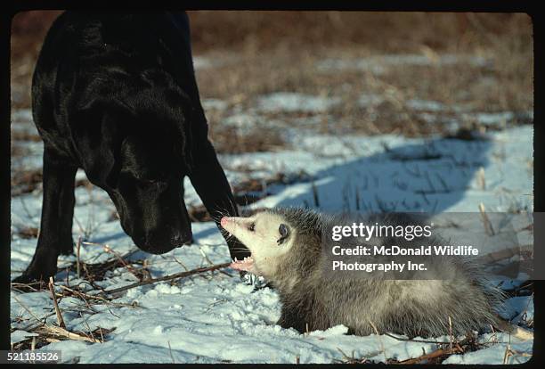 virginia opossom hisses at dog - väsa bildbanksfoton och bilder