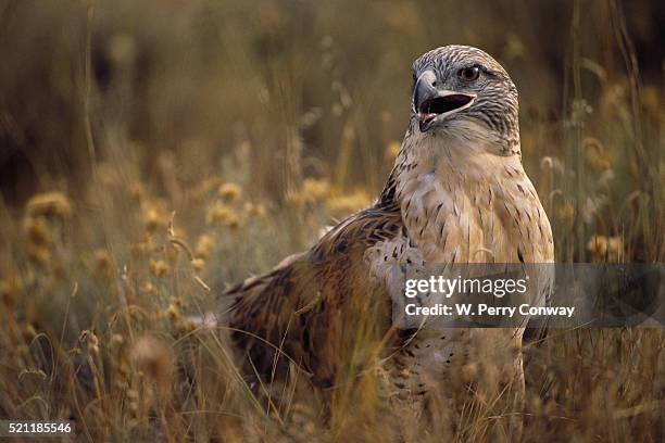 Ferringulus Hawk Ferruginous Hawk Photos and Premium High Res Pictures - Getty Images