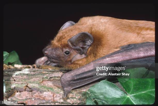 a noctule bat - noctule bat stock pictures, royalty-free photos & images