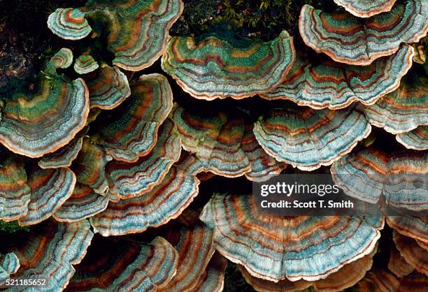 shelf funi on log - trametes versicolor stock pictures, royalty-free photos & images