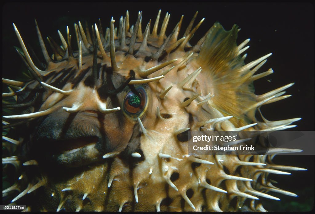 Porcupinefish