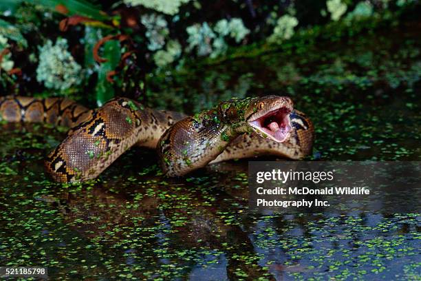 reticulated python with open mouth - netzpython stock-fotos und bilder