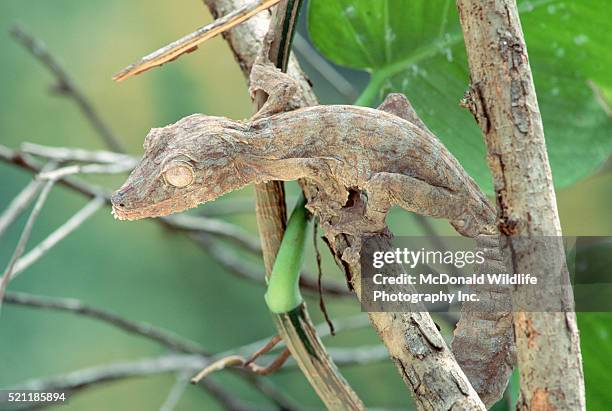 henkels gecko in philodendron branches - uroplatus fimbriatus stock-fotos und bilder