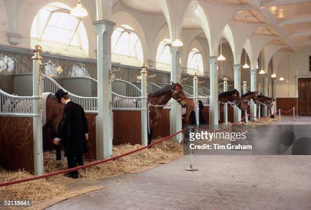 Footman In Top Hat And Tails With Horses In The Royal Mews Attached To Buckingham Palace.circa 1980s