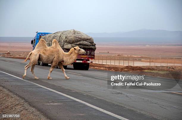 a camel crossing the silk road near turpan, xinjiang province, china - silk road photos et images de collection