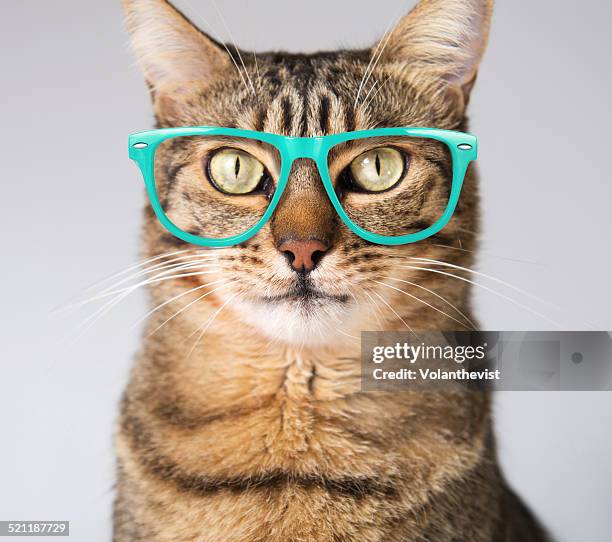 cute modern cat in blue glasses - fancy cat stock pictures, royalty-free photos & images