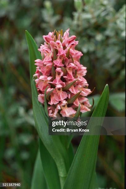 90 Bryan Marsh Stock Photos, High-Res Pictures, and Images - Getty Images