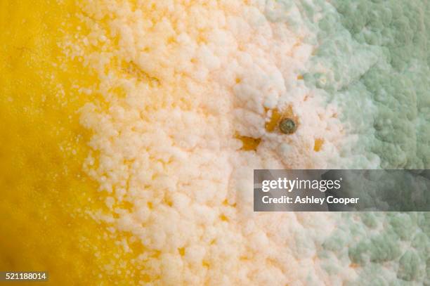Lemon Parts Rind Lemon Rind Photos and Premium High Res Pictures - Getty Images