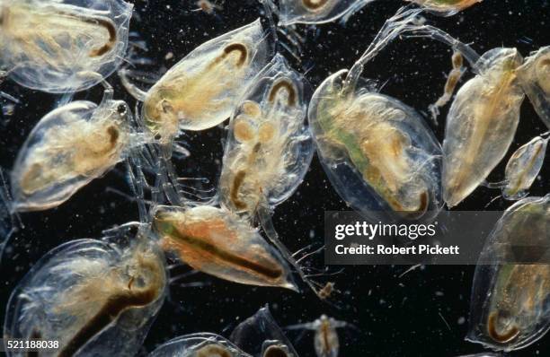 group of daphnia - pulga de água imagens e fotografias de stock