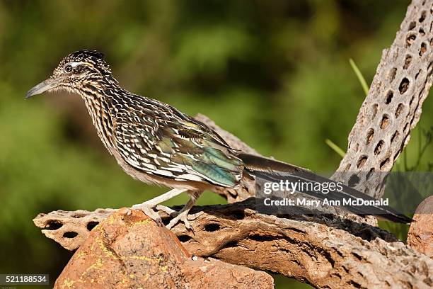 greater roadrunner, geococcyx californianus, usa, arizona - arizona bird stock-fotos und bilder