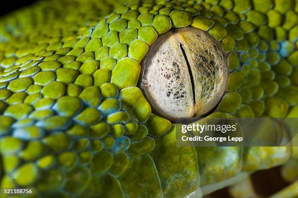 eye of an emerald tree boa - tierisches auge stock-fotos und bilder