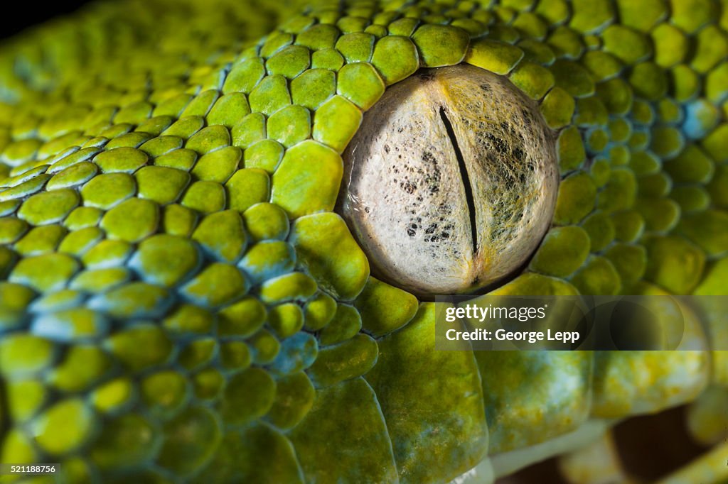 Eye of an Emerald Tree Boa