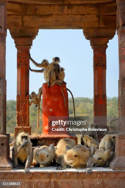 gray langur monkeys at ranthambore fort - ranthambore fort stock pictures, royalty-free photos & images