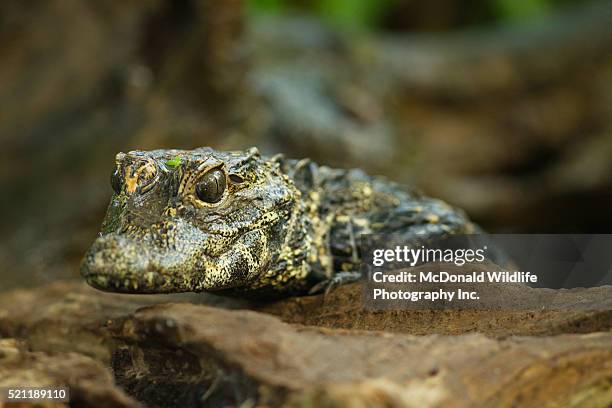 dwarf crocodile - african dwarf crocodile foto e immagini stock