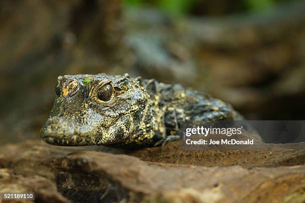 dwarf crocodile - african dwarf crocodile stock pictures, royalty-free photos & images