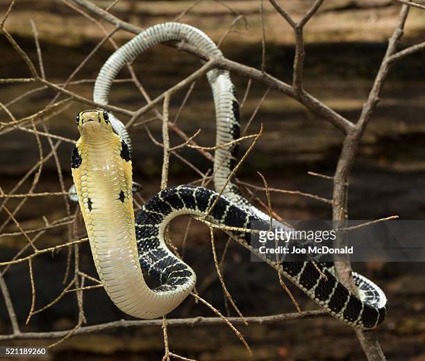 hatchling king cobra - cobra reale foto e immagini stock