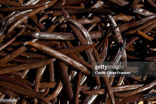 drying vanilla pods in the sun - le grand hazier-ste. suzanne on ile de la reunion - vanilla stock pictures, royalty-free photos & images