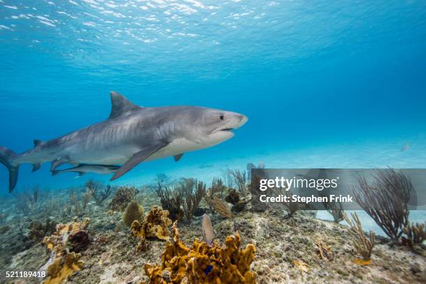 tiger shark with remora - countershading stock-fotos und bilder