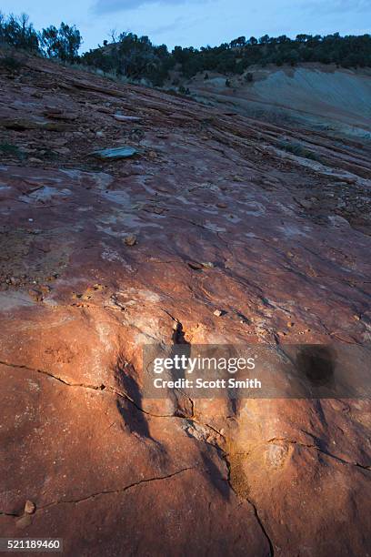 red fleet dinaosaur trackway, utah. usa. - nordhalbkugel stock-fotos und bilder