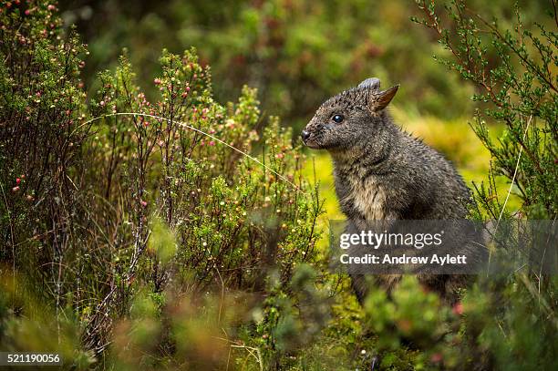 tasmanian pademelon - wallaby foto e immagini stock