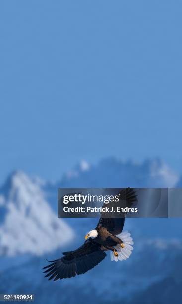 bald eagle in flight - bald eagle stock pictures, royalty-free photos & images