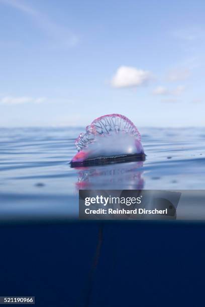 portuguese man of war, physalia physalis, azores, atlantic ocean, portugal - man of war stock pictures, royalty-free photos & images