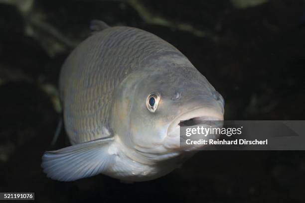 european chub, leuciscus cepahlus, upper lusatia, saxony, germany - carp ストックフォトと画像