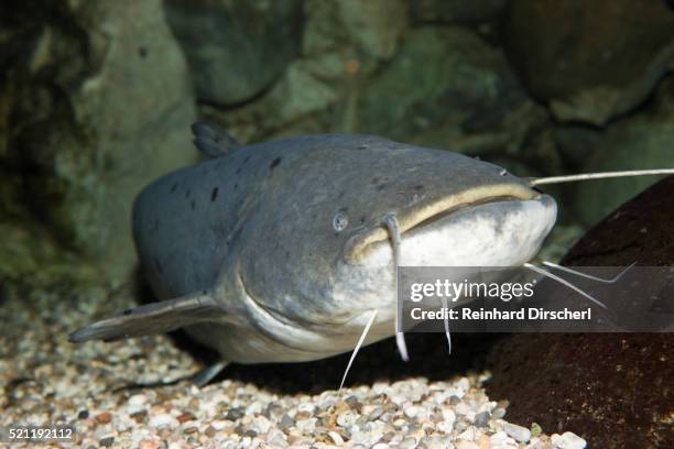 wels catfish, siluris glanis, caspian sea, russia - catfish stock pictures, royalty-free photos & images