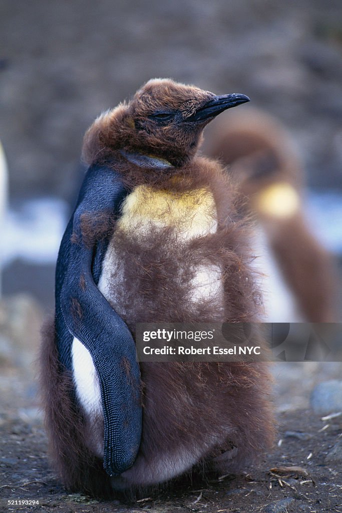King Penguin Molting