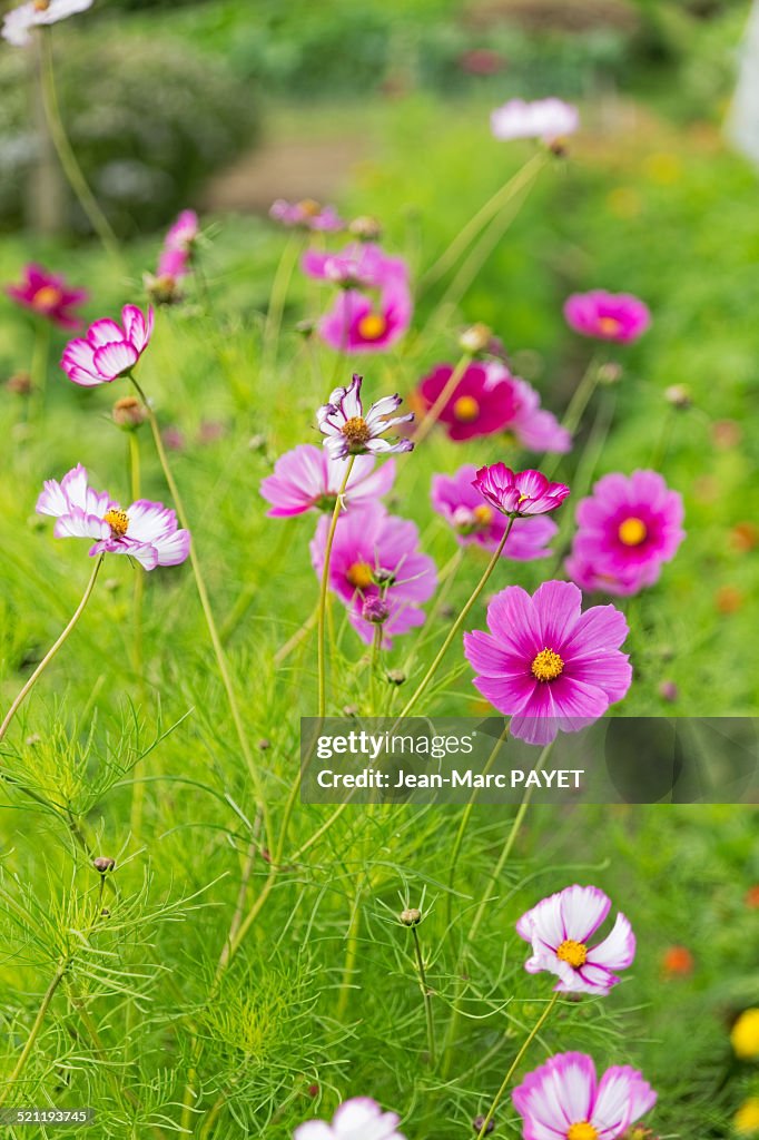 Wildflowers in a garden