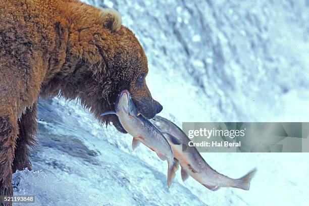 brown bear catching fish - brown bear stock pictures, royalty-free photos & images