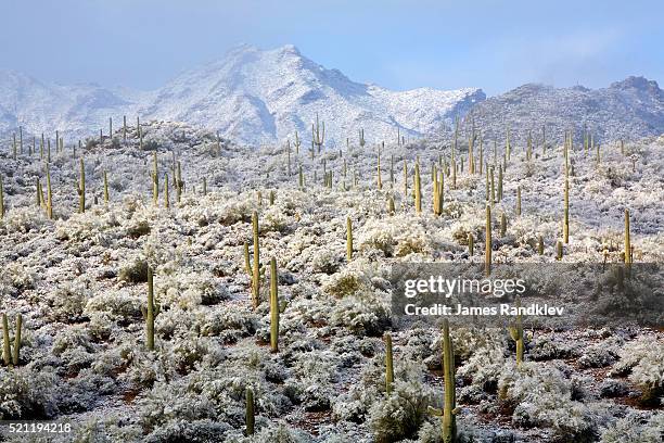winter in the sonoran desert - deserto del sonoran foto e immagini stock