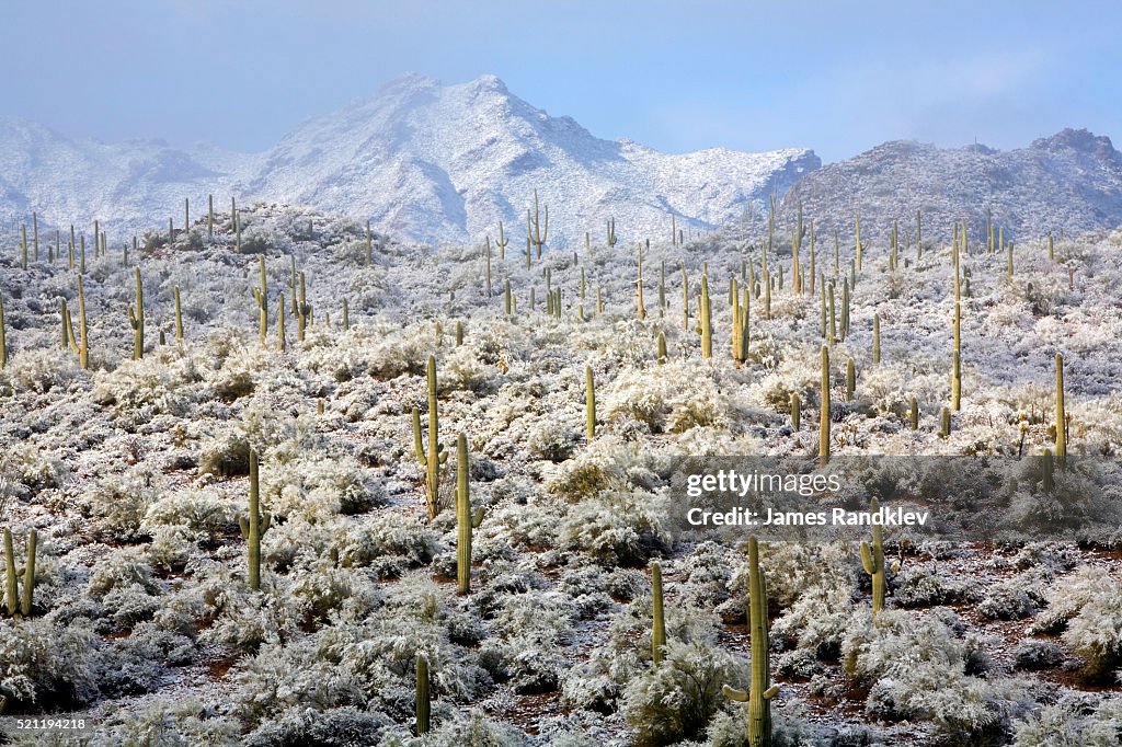 Winter in the Sonoran Desert
